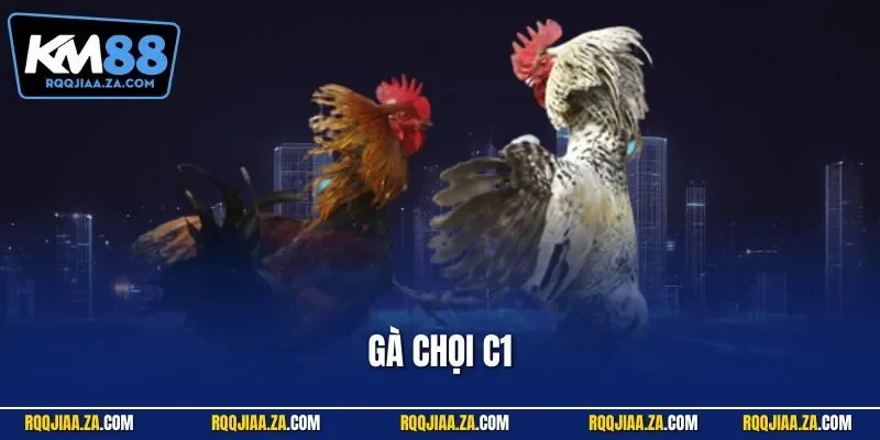 Gà chọi C1