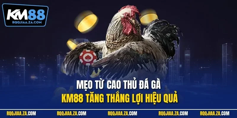 Mẹo từ cao thủ đá gà KM88 tăng thắng lợi hiệu quả