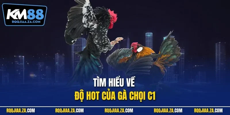 Tìm hiểu về độ hot của gà chọi C1